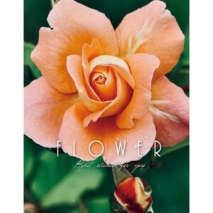 Фотоальбом UFO 10x15x200 PP-46200 Rosiy  (7062105)